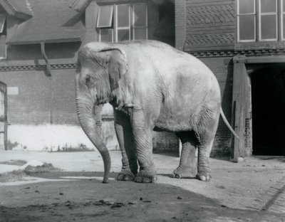 Burman norsu seisomassa Elephant Housen ulkopuolella Lontoon eläintarhassa vuonna 1929 (m/v kuva) tekijältä Frederick William Bond