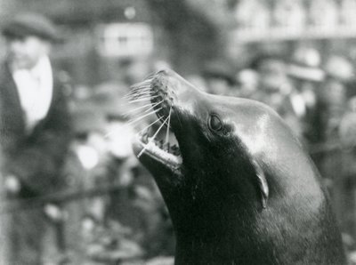 Kalifornian merileijona Lontoon eläintarhassa lokakuussa 1924 tekijältä Frederick William Bond