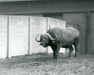 Kap-/Afrikanpuhvelin sonni seisoo paljaalla maalla Lontoon eläintarhassa sijaitsevan aitauksensa betoniseinän vieressä vuonna 1928 (s/w-kuva). tekijältä Frederick William Bond