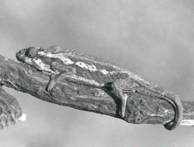 Cape Dwarf Chameleon, joka pitää kiinni haarasta, Lontoon eläintarha, 1927 tekijältä Frederick William Bond