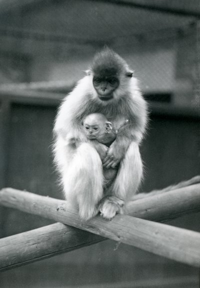 Cappped Langur pitelee vauvaa istuessaan palkin päällä. Lontoon eläintarha, 6. lokakuuta 1913 tekijältä Frederick William Bond