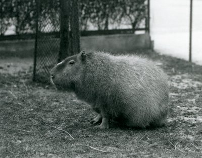 Capybara istuu aitauksessaan Lontoon eläintarhassa kesäkuussa 1927. tekijältä Frederick William Bond