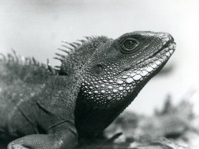 Kiinalainen/aasialainen/thaimaalainen/vihreä vesilohikäärme Lontoon eläintarhassa elokuussa 1928 (b/w kuva) tekijältä Frederick William Bond