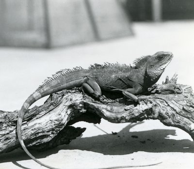 Kiinalainen/aasialainen/thaimaalainen/vihreä vesilohikäärme lepäämässä puun päällä Lontoon eläintarhassa vuonna 1928 (b/w kuva) tekijältä Frederick William Bond