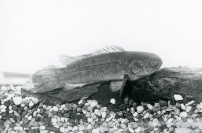 Kiipeilevä ahven lepää kivien ja soran päällä altaan pohjalla, vedessä Lontoon eläintarhassa syyskuussa 1928. tekijältä Frederick William Bond