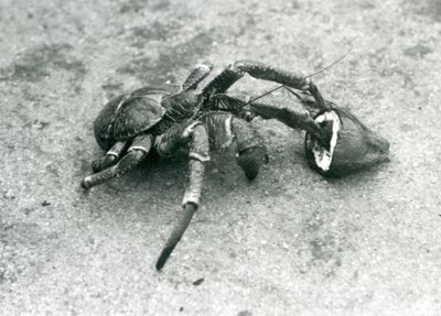 Kookos tai roskarapu, joka ruokkii kookosta, Lontoon eläintarha, heinäkuu 1927 tekijältä Frederick William Bond
