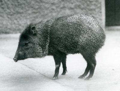 Kauluspecary Lontoon eläintarhassa, 1927 tekijältä Frederick William Bond