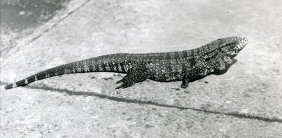 CommonGoldGoldenBlackColumbian Tegu eli tiikerilisko Lontoon eläintarhassa elokuussa 1926. tekijältä Frederick William Bond