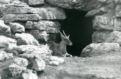 Tavallinen Eland, joka lepää suojansa sisäänkäynnissä kivien keskellä Eland/Antelope Paddockissa Lontoon eläintarhassa vuonna 1929 (m/w kuva) tekijältä Frederick William Bond