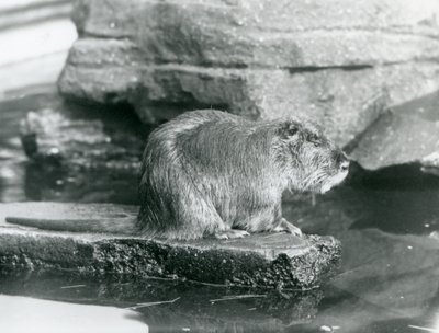 Coypu istumassa kivisellä reunalla uima-altaassa aitassaan Lontoon eläintarhassa, helmikuussa 1928 (b/w kuva) tekijältä Frederick William Bond