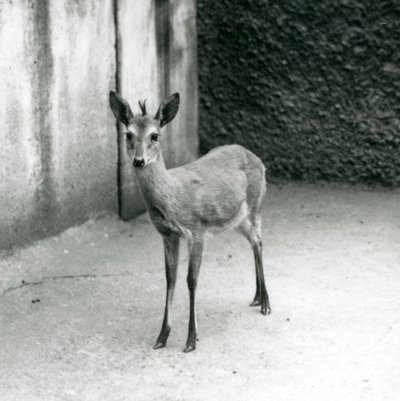 CrownSahel West African Bush Duiker Lontoon eläintarhassa elokuussa 1927 tekijältä Frederick William Bond