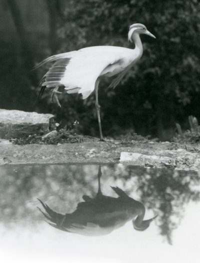Demoiselle Crane seisoo yhdellä jalalla peilimäisen heijastuksen kanssa alla olevassa uima-altaassa, Lontoon eläintarha tekijältä Frederick William Bond