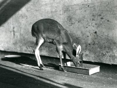 Duiker ruokailee maassa olevasta tarjottimesta, Lontoon eläintarha, heinäkuu 1925. tekijältä Frederick William Bond