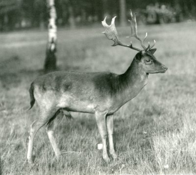 Kuusihirvipukki Lontoon eläintarhassa lokakuussa 1924 tekijältä Frederick William Bond