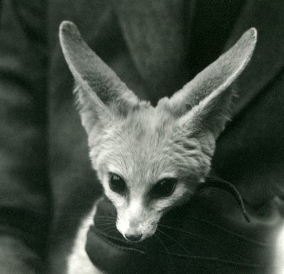 Fennc Foxia pitää kaulassa hansikkaat vartija, 1924 tekijältä Frederick William Bond