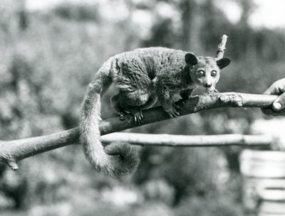 Galago kävelee oksaa pitkin, jota pitää hallussaan Lontoon eläintarha tekijältä Frederick William Bond