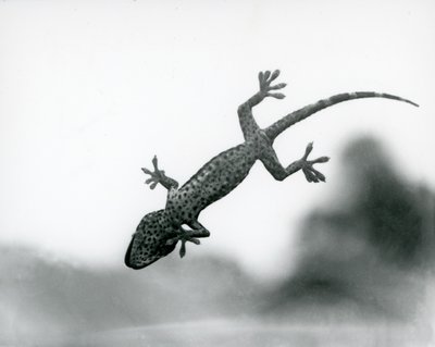 Gecko alhaalta nähtynä, kun se kiipeää lasille ja näyttää erikoistuneita jalkatyynyjä, Lontoon eläintarha, elokuu 1928 (b/w kuva) tekijältä Frederick William Bond