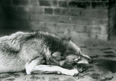 Harmaapuususi makaa syömässä Lontoon eläintarhassa vuonna 1927. tekijältä Frederick William Bond