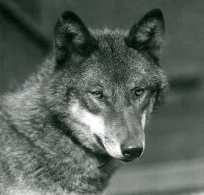 Harmaa susi Lontoon eläintarhassa, 1925 tekijältä Frederick William Bond