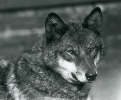 Harmaa susi Lontoon eläintarhassa, 1925 tekijältä Frederick William Bond