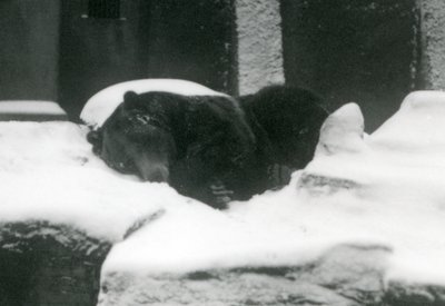 Grizzly-karhu nukkumassa lumessa, Lontoon eläintarha, 1924 tekijältä Frederick William Bond