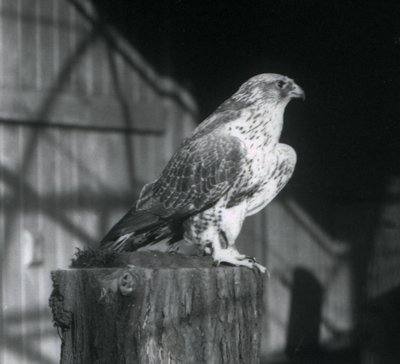 Lontoossa, Lontoon eläintarhassa, joulukuu 1925, tukilla lepäävä kiurupöllö tekijältä Frederick William Bond