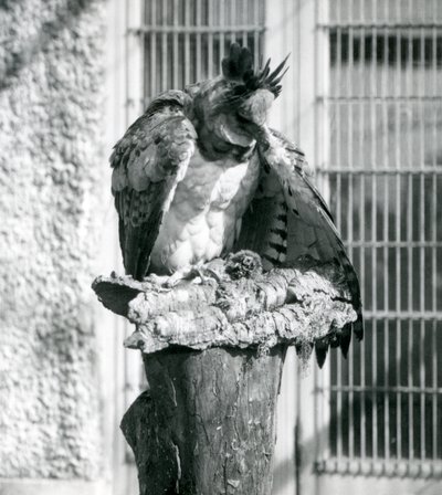 Harpy Eagle Lontoon eläintarhassa huhtikuussa 1914 tekijältä Frederick William Bond
