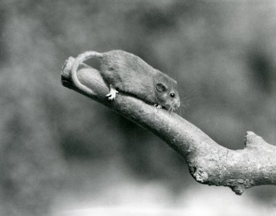 Hazel / tavallinen makuuhiiri oksalla Lontoon eläintarhassa tekijältä Frederick William Bond