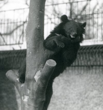 Himalajan ruskeakarhu Isabelline Bear Dzu-Teh puussa Lontoon eläintarhassa vuonna 1925 tekijältä Frederick William Bond