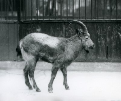 Himalajanvuohi Lontoon eläintarhassa seisomassa, 1927. tekijältä Frederick William Bond