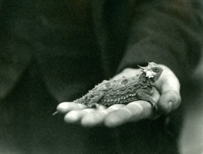 Sarvikas lisko lepää vartijansa kädessään, Lontoon eläintarha, huhtikuu 1923 (bw kuva) tekijältä Frederick William Bond