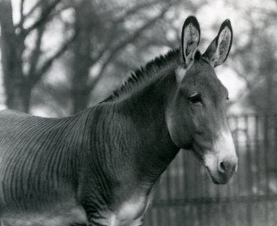Hybridisebra Lontoon eläintarhassa heinäkuussa 1924 tekijältä Frederick William Bond