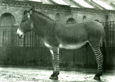 Hybridisebra aitauksessaan Lontoon eläintarhassa, 1924 (bw kuva) tekijältä Frederick William Bond