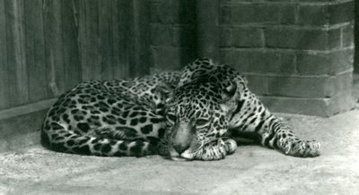 Jaguar lepää Lontoon eläintarhassa kesäkuussa 1924 tekijältä Frederick William Bond