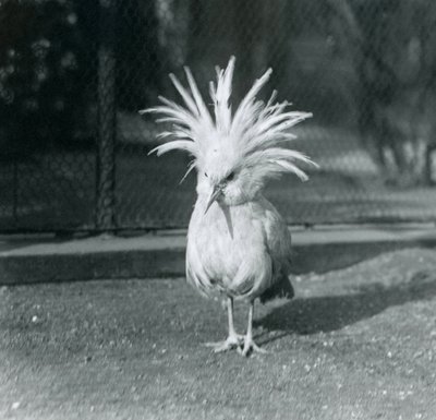 Kagu tai Cagu, joka esittelee harjanteen höyheniä Lontoon eläintarhassa kesäkuussa 1921 tekijältä Frederick William Bond