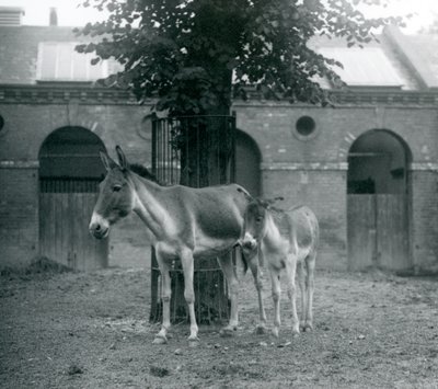 KiangTibetiläinen villiaasiKhyangGorkhar ja sen varsa seisovat puun alla tarhassaan, Lontoon eläintarha, elokuu 1927. tekijältä Frederick William Bond
