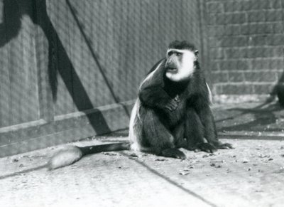 Kikuyu mustavalkoinen Colobus Monkey istumassa aitassaan Lontoon eläintarhassa heinäkuussa 1925 tekijältä Frederick William Bond