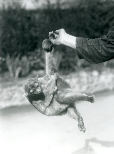 Kinkajou roikkuu eläintenhoitajan sormessa kurottavalla hännällään, Lontoon eläintarha, syyskuu 1925. tekijältä Frederick William Bond