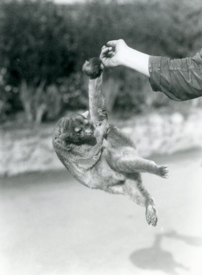 Kinkajou roikkuu eläintenhoitajan sormessa kurottavalla hännällään, Lontoon eläintarha, syyskuu 1925. tekijältä Frederick William Bond