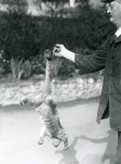 Kinkajou roikkuu ylösalaisin varsihännän varassa hoitajan sormesta, Lontoon eläintarha, syyskuu 1925. tekijältä Frederick William Bond