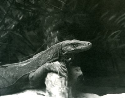 Komodo DragonMonitor nojaa niskaansa ja etujalat tukkia vasten Lontoon eläintarhassa kesäkuussa 1927 tekijältä Frederick William Bond