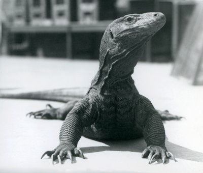 Komodon lohikäärme Lontoon eläintarhassa, elokuu 1928 tekijältä Frederick William Bond