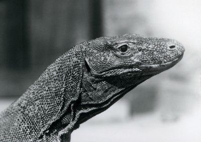 Komodon lohikäärme Lontoon eläintarhassa elokuussa 1928 (m/v kuva) tekijältä Frederick William Bond