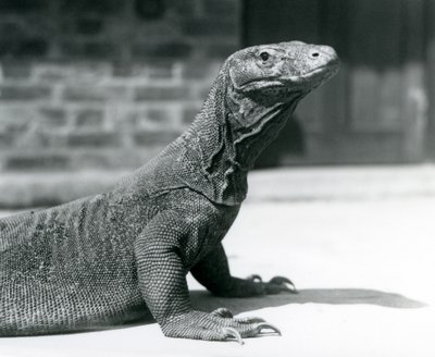 Komodon lohikäärme Lontoon eläintarhassa elokuussa 1928 (m/v kuva) tekijältä Frederick William Bond