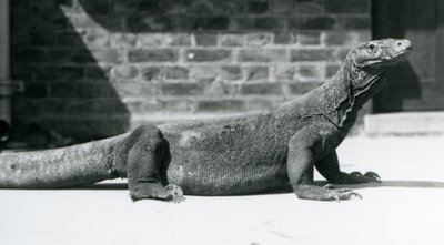 Komodon lohikäärme Lontoon eläintarhassa elokuussa 1928 (m/v kuva) tekijältä Frederick William Bond