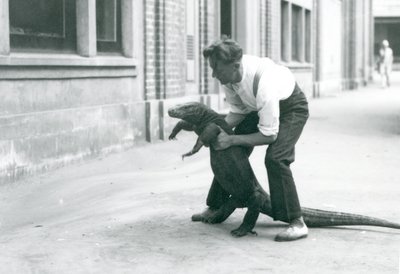 Lontoon eläintarhan vartija piti Komodon lohikäärmettä takajaloillaan elokuussa 1928 (b/w kuva) tekijältä Frederick William Bond