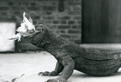 Komodon lohikäärme syö kanaa Lontoon eläintarhassa elokuussa 1928 (m/v kuva) tekijältä Frederick William Bond