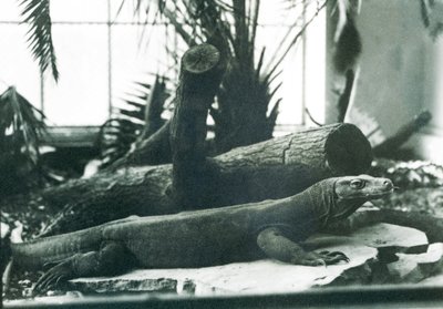 Komodon lohikäärme matelijatalossa Lontoon eläintarhassa elokuussa 1928 (m/v kuva) tekijältä Frederick William Bond