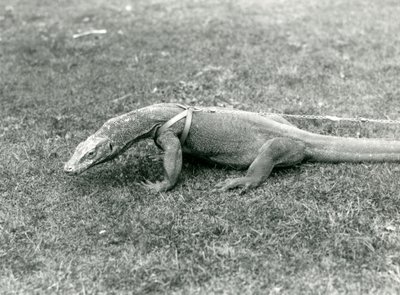 Komodo-lohikäärme kävelylle nurmikolle valjaissa ja talutushihnassa (m/w kuva) tekijältä Frederick William Bond