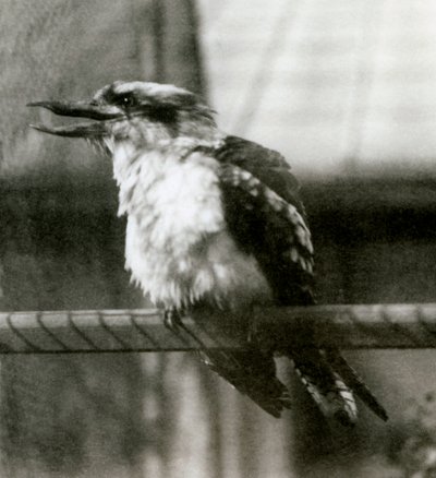 Naurava Kookaburra Lontoon eläintarhassa lokakuussa 1924 tekijältä Frederick William Bond